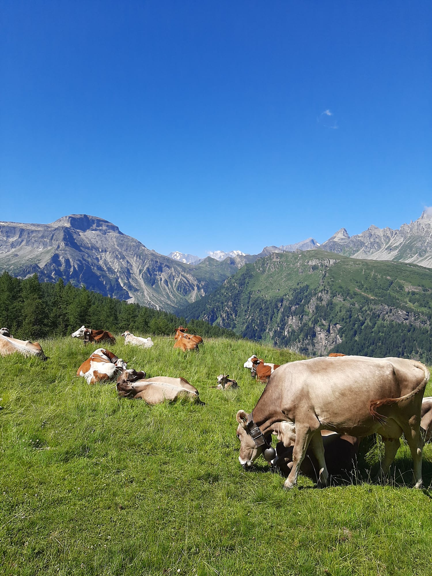 Mucche al pascolo in un alpeggio nel Verbano-Cusio-Ossola durante delle escursioni guidate